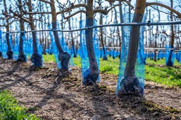 nets on trees