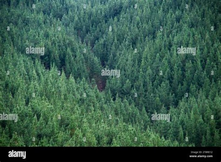 new zealand pine wood