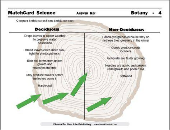 non deciduous