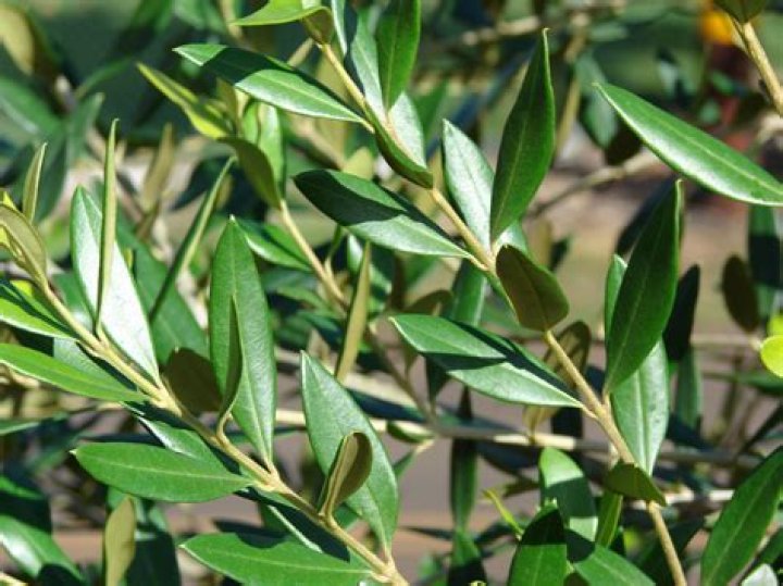 olive oil on plant leaves