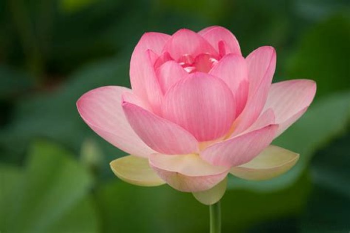 one lotus flower time