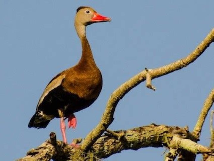 orange billed duck