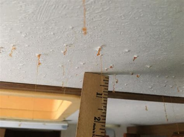 orange mold on ceiling