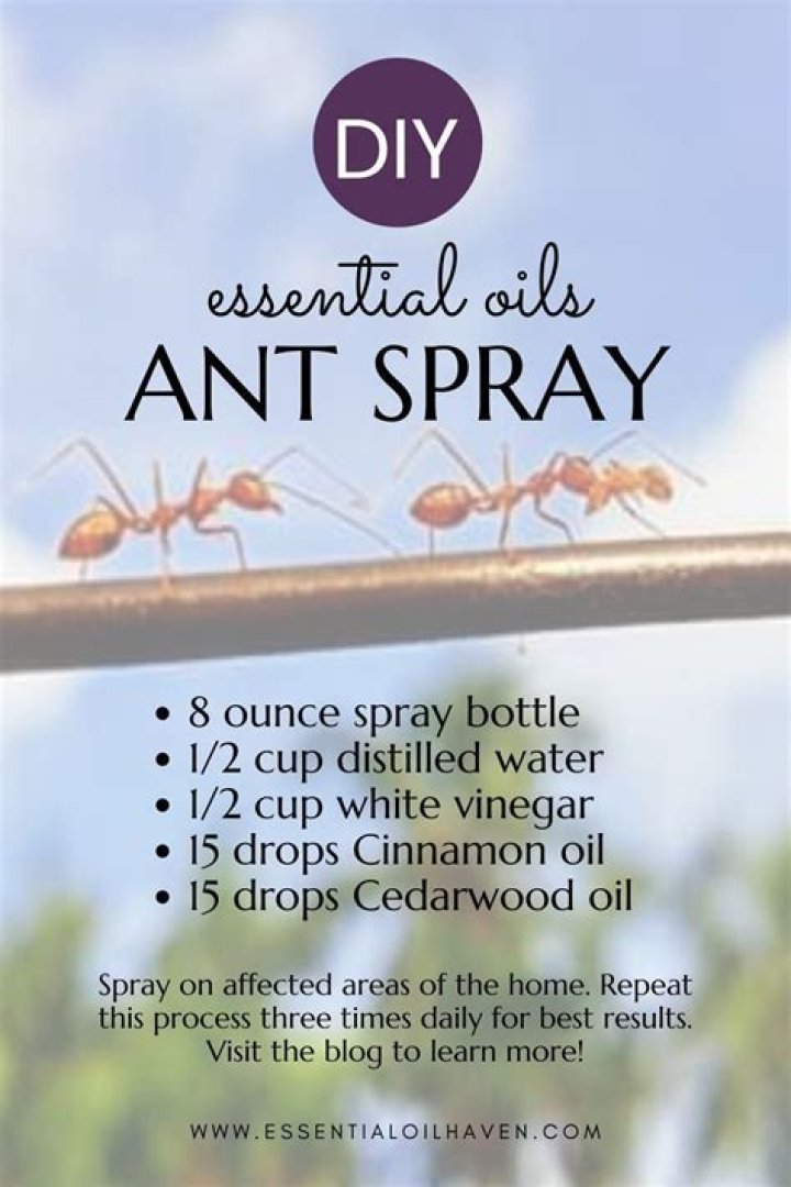 orange oil for ants