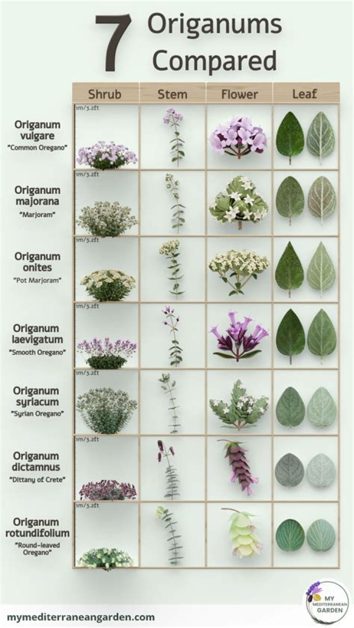 oregano and origanum