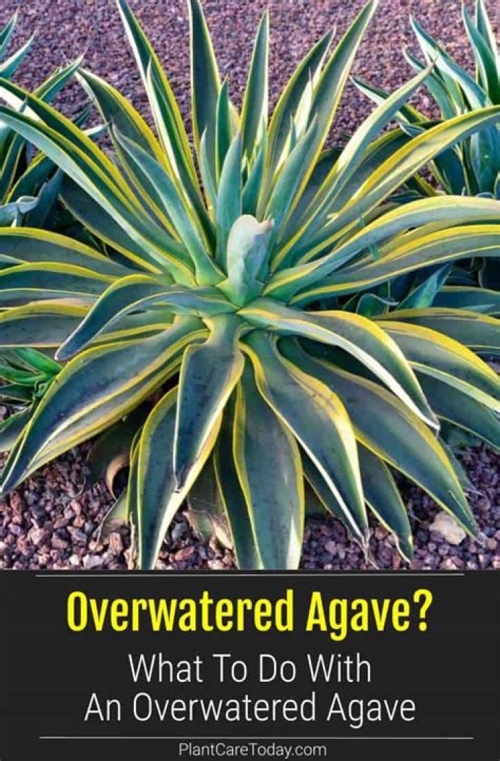 overwatered agave