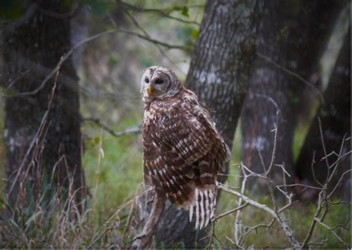 owls in san antonio