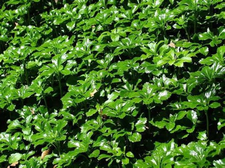 pachysandra full sun