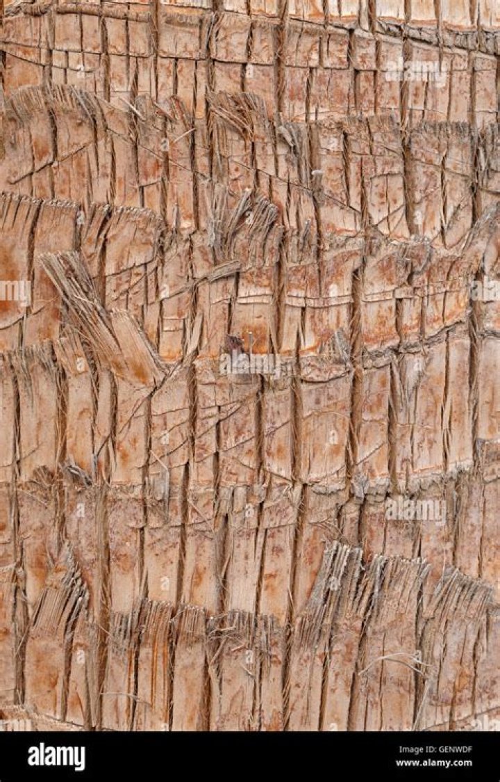 palm tree bark