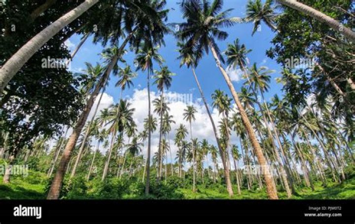 palm trees in the philippines