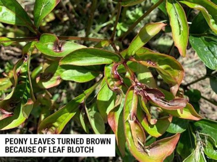 peony leaves turning brown