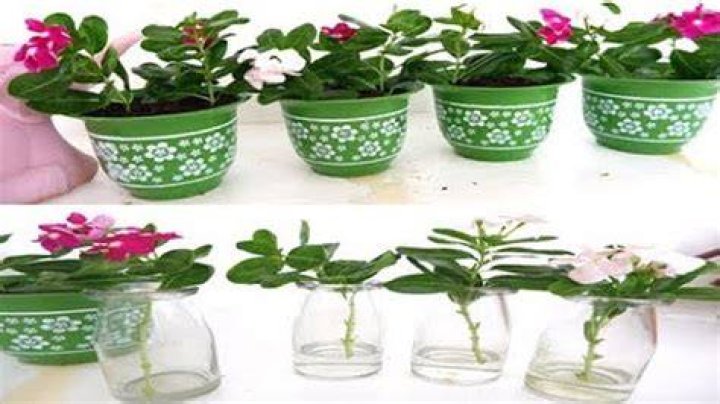 periwinkle cuttings