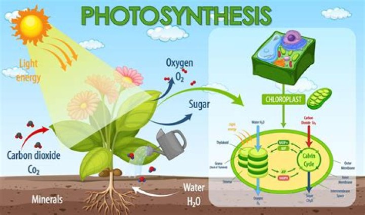 photosynthesis is important to living organisms because it is