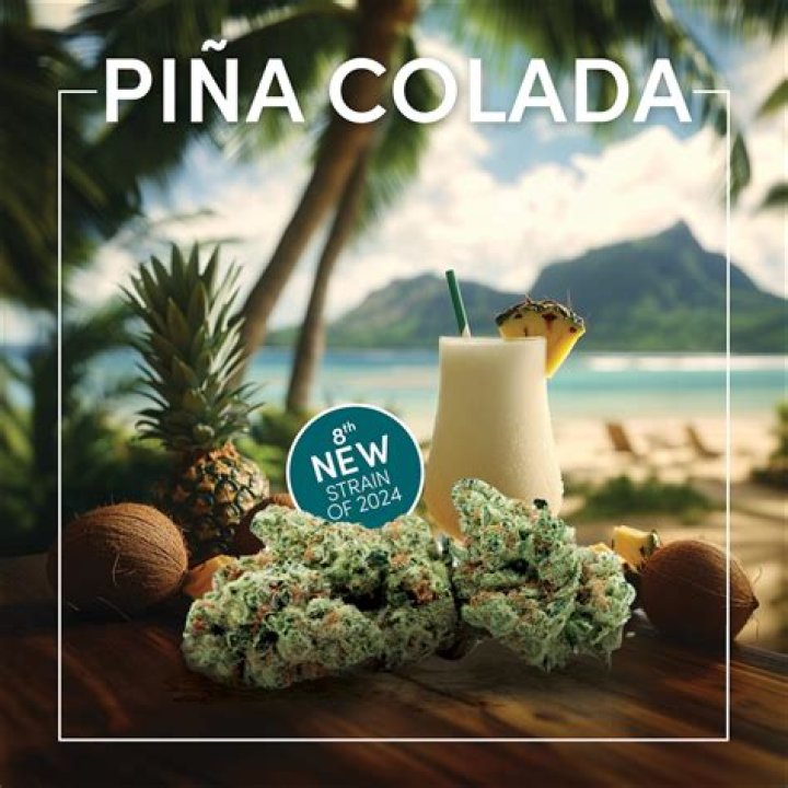 pina colada strain