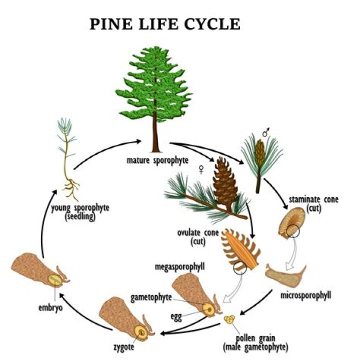 pine cone life cycle
