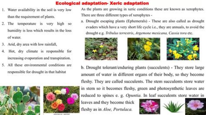 plants adapted to xeric habitats are