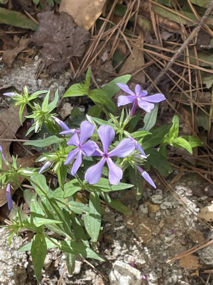 plants in piedmont region of georgia