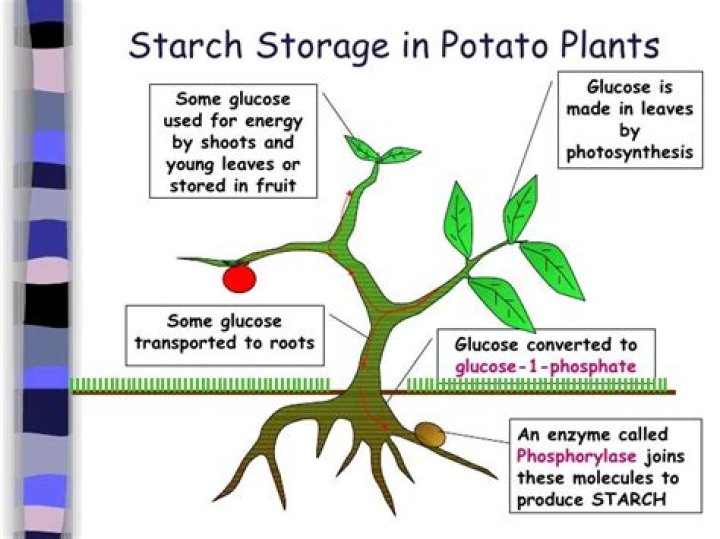 plants store their sugar in the form of