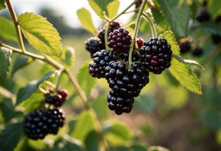 plants that look like blackberries