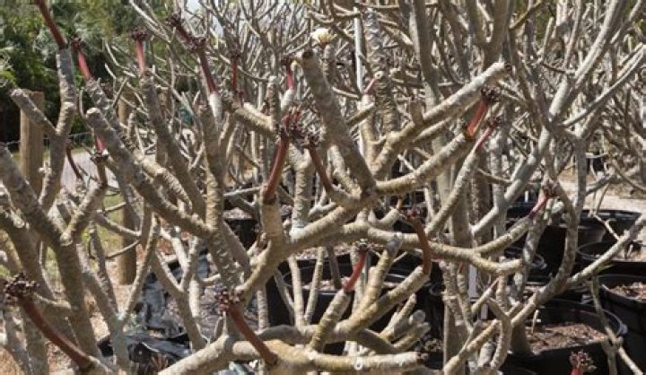 plumeria roots