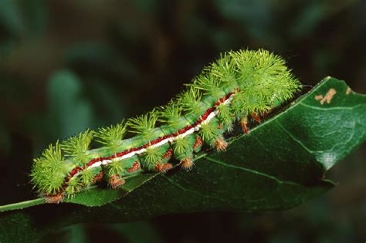 poisonous caterpillars in kentucky