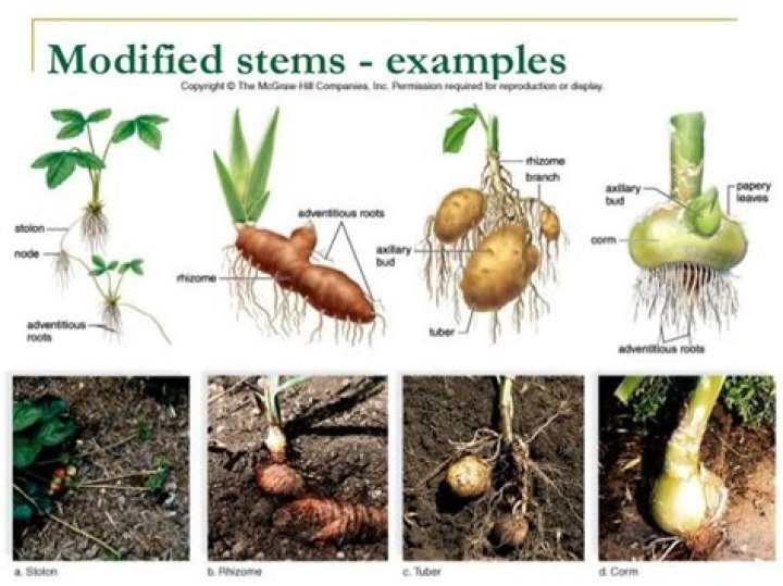 potato is modified stem