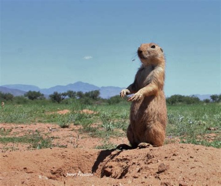 prairie dog adaptations