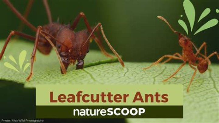 predators of leaf cutter ants