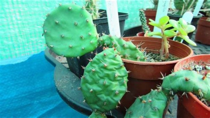 prickly pear cactus wrinkled