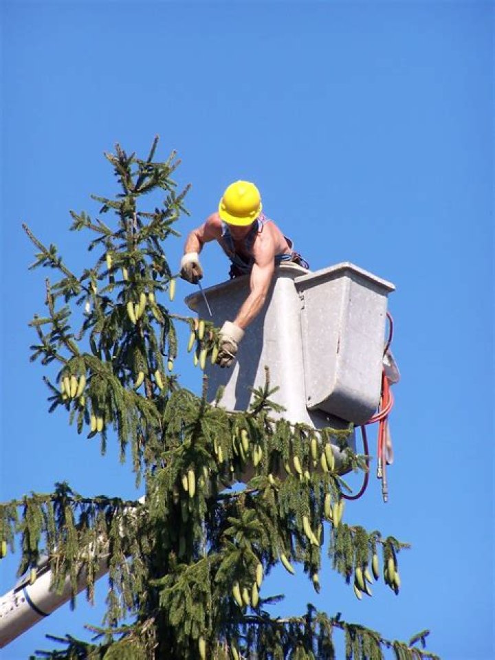 pro tree vs regular tree