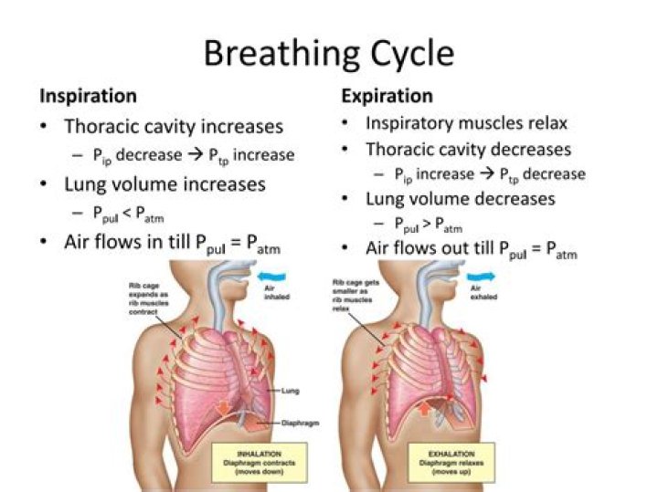 prolonged expiratory phase and wheezing