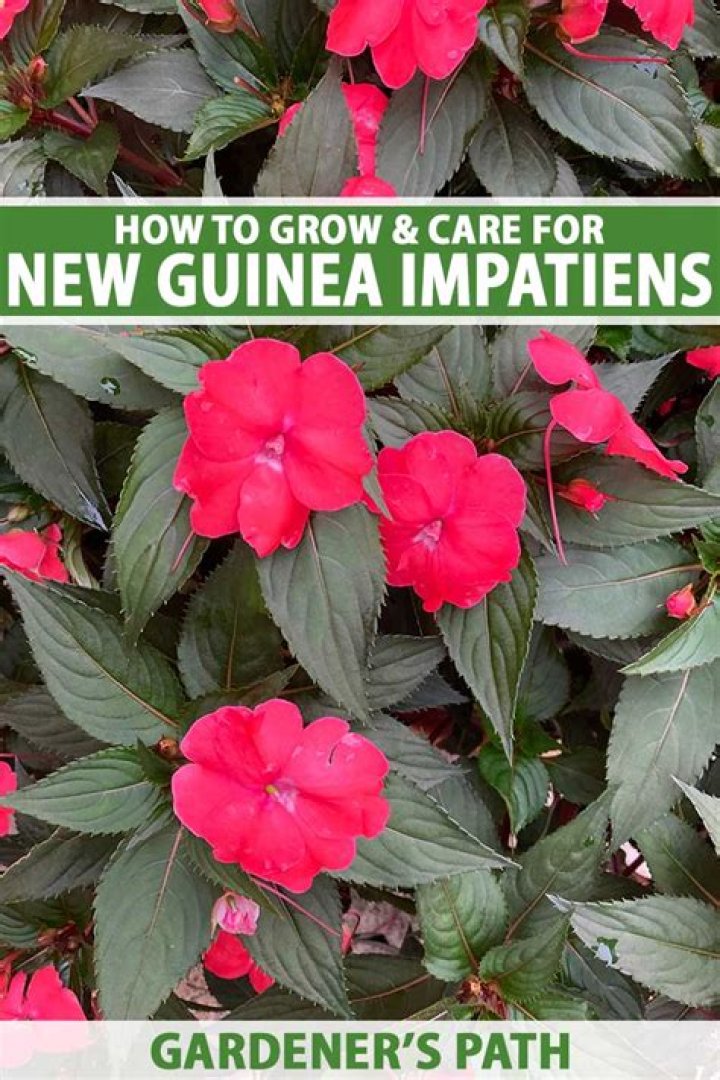 pruning new guinea impatiens