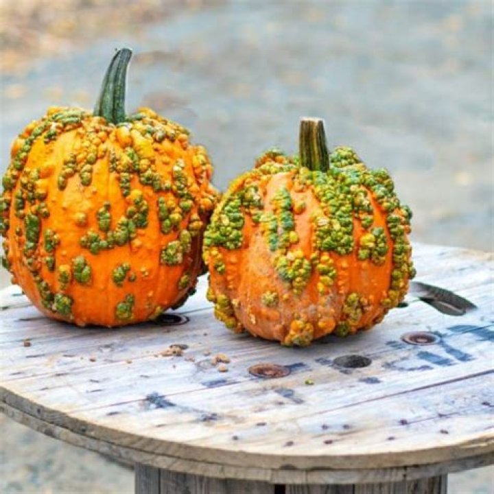 pumpkins with warts
