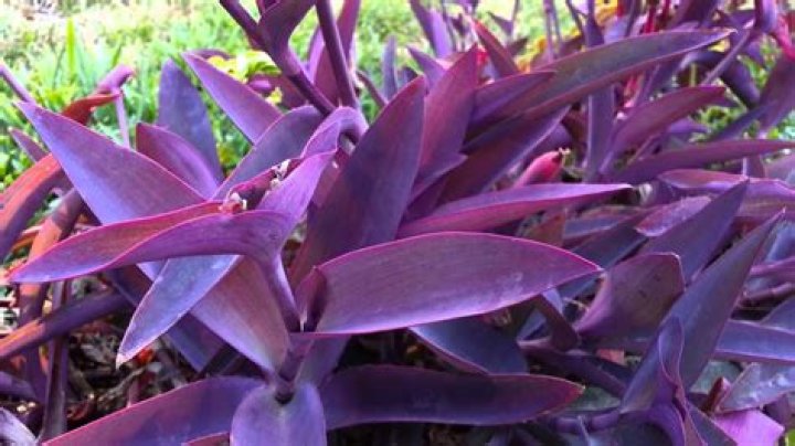 purple heart vs wandering jew