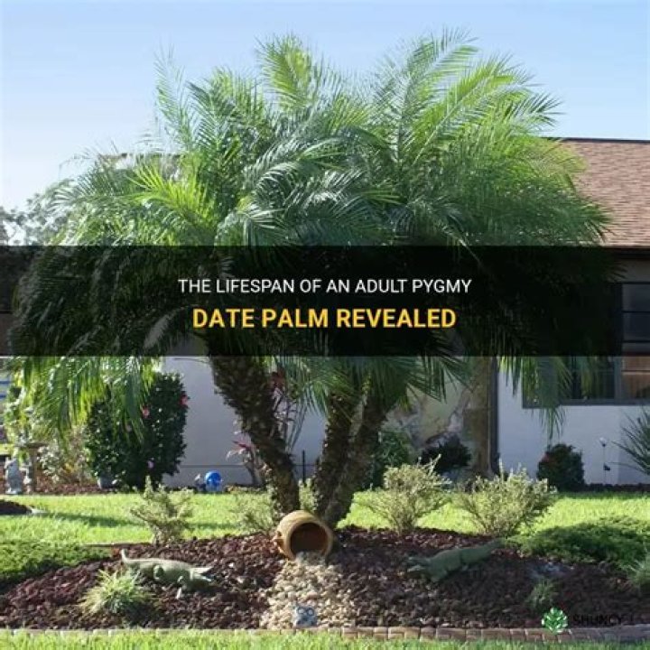 pygmy date palm lifespan
