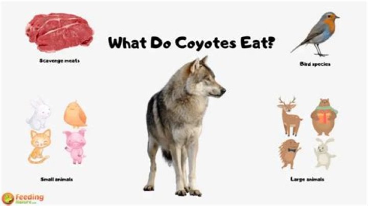 qué comen los coyotes