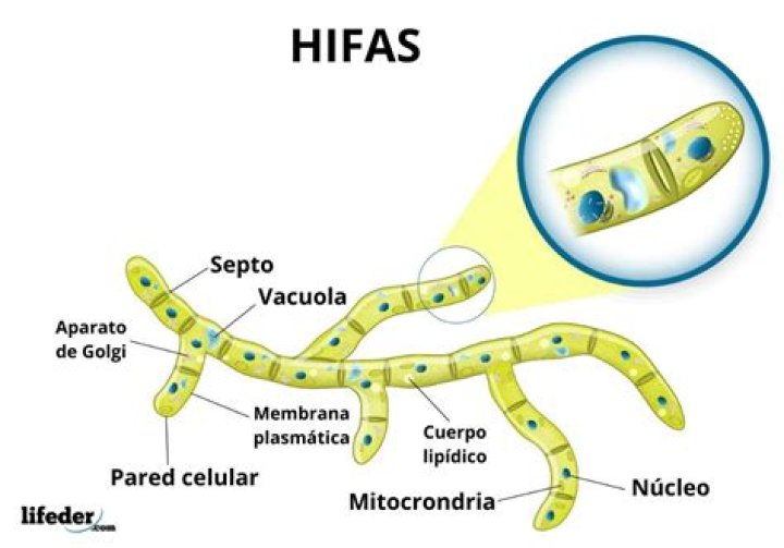 que son las hifas