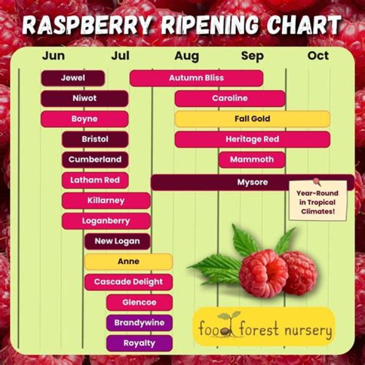 raspberry season