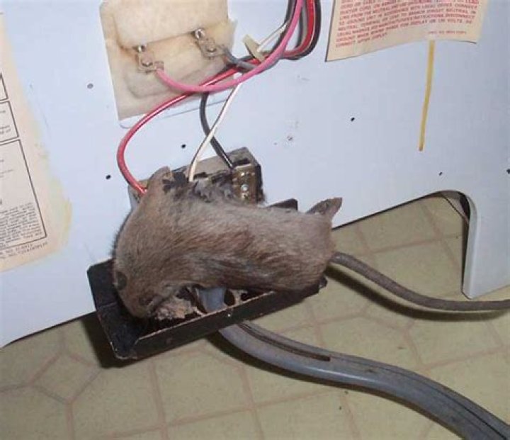 rats behind stove