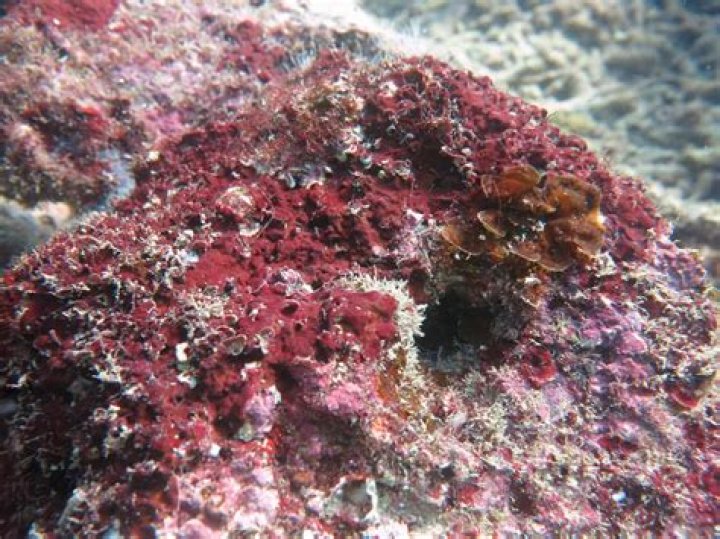 red algae in fish tank
