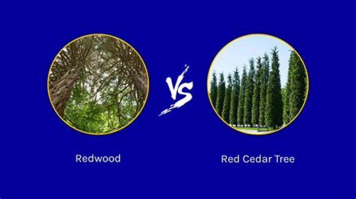 redwood vs cedar trees