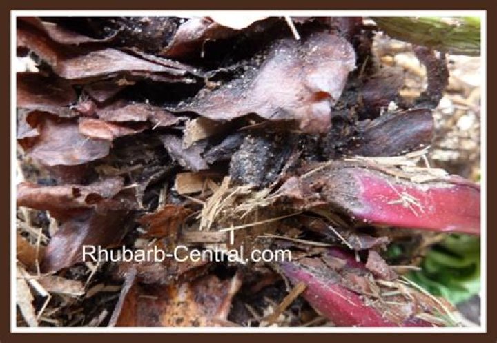 rhubarb crown rot