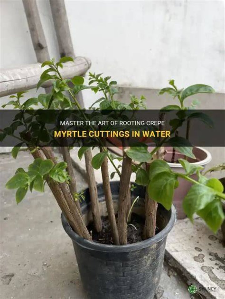 rooting crepe myrtle in water