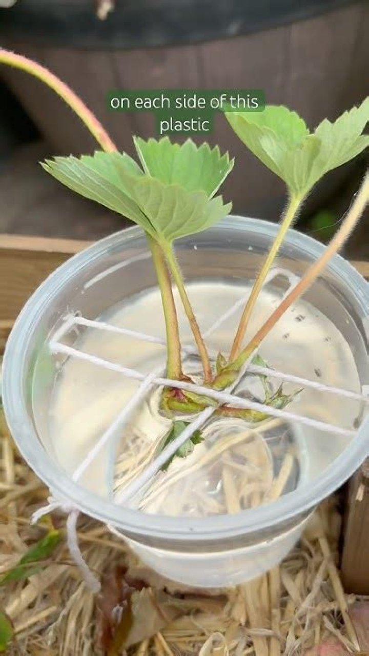 rooting strawberry runners in water