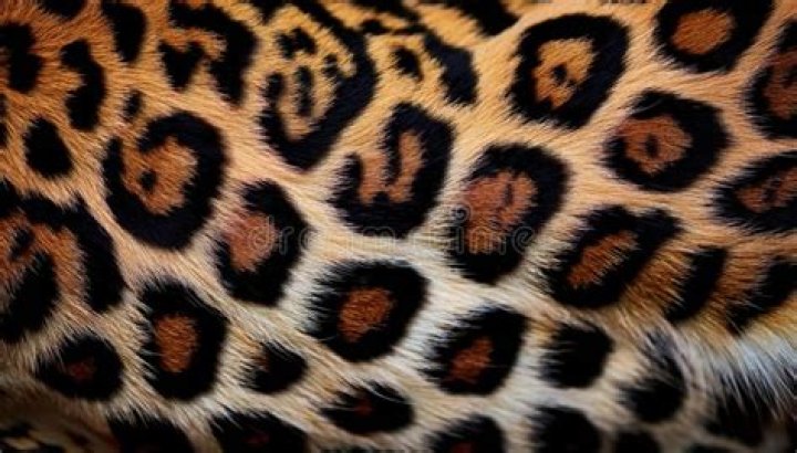 rosettes leopard