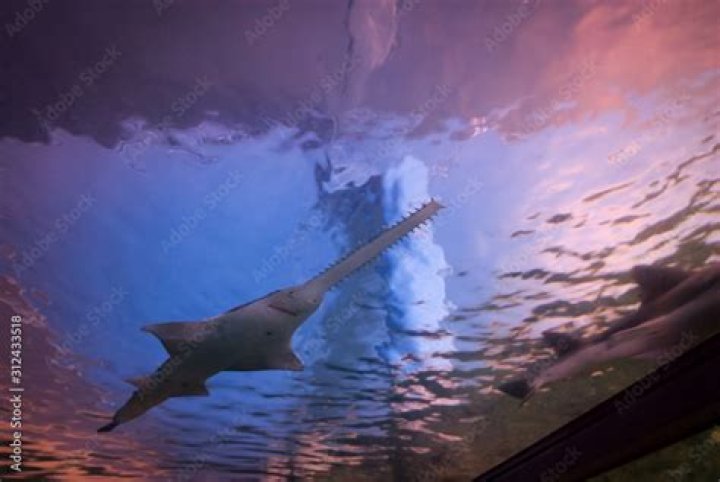 rostrum shark