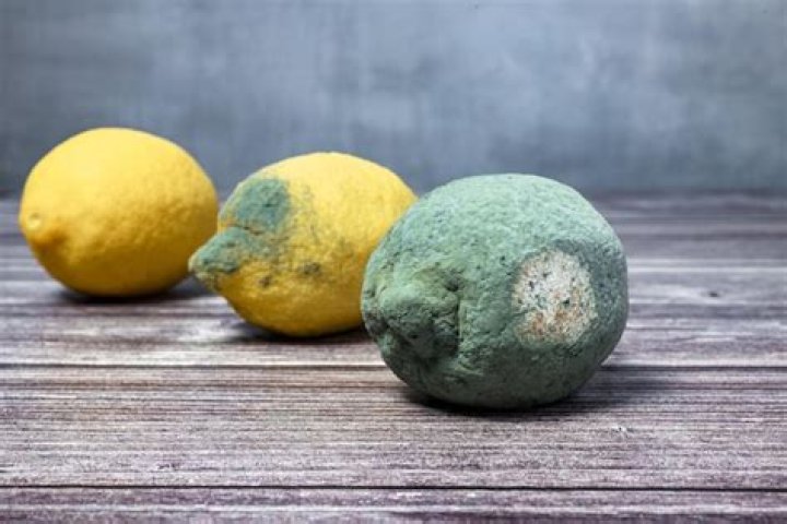 rotten lemons