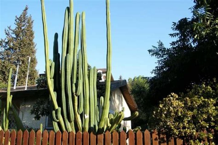 san pedro cactus growth rate