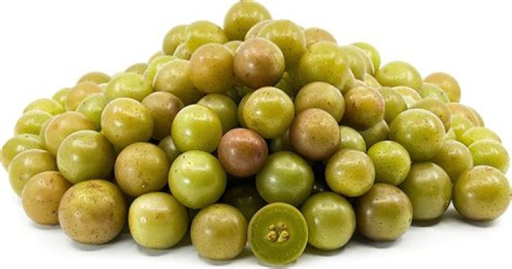 scuppernong vs muscadine