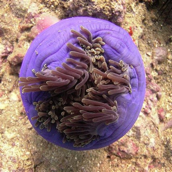 sea anemone closed